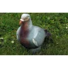 Pigeon 3D NF
